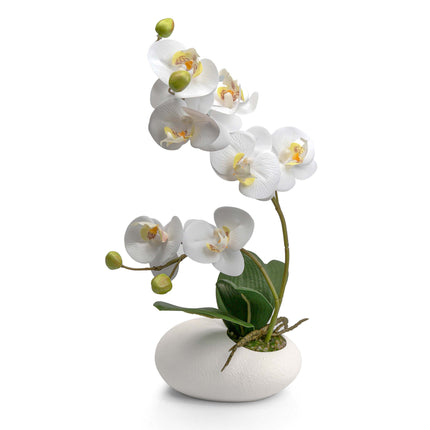 Decorative orchid plant for home or office