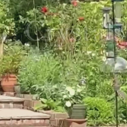 Watch how the clear squirrel baffle dome protects your bird feeder from pests in a UK garden setup.