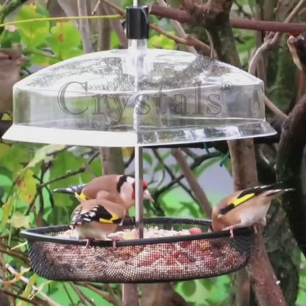 Bird Seed Feeder Video